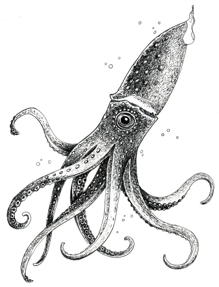 Squid sketch Just Sketches