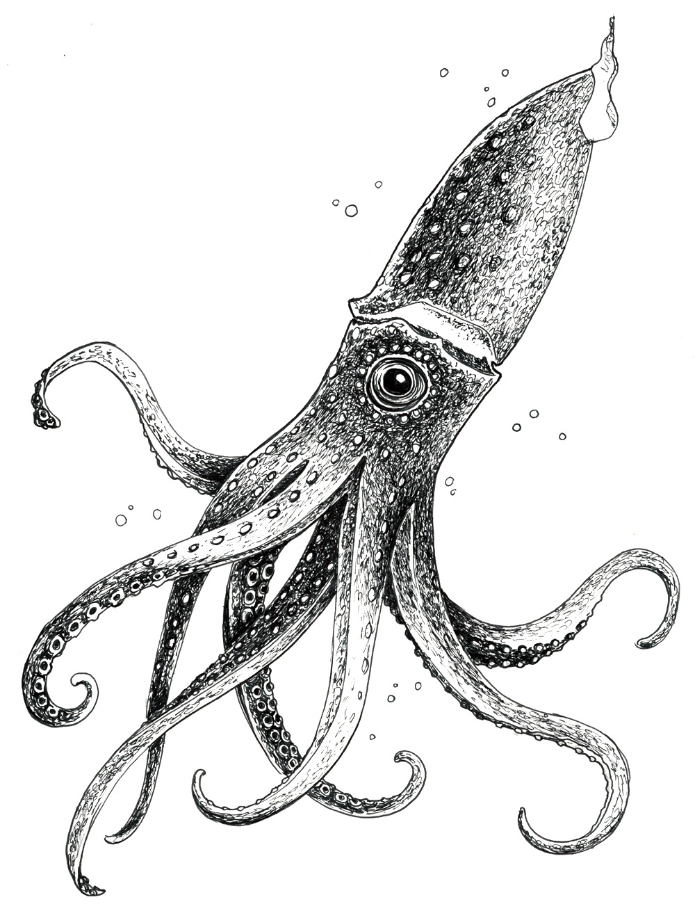 squid-sketch
